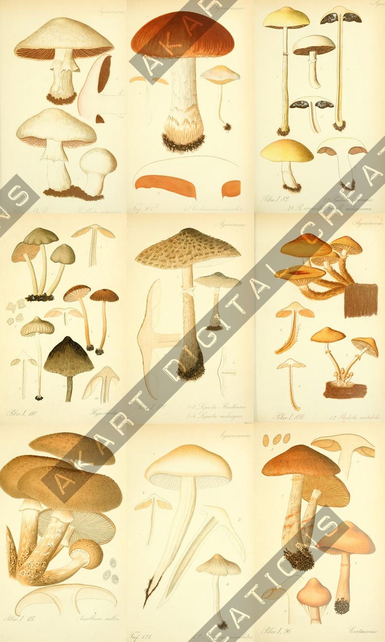 May include: A vintage botanical illustration featuring various types of mushrooms. The artwork showcases detailed drawings of different mushroom species, with varying cap shapes and stem structures. The color palette includes shades of brown, beige, and cream.