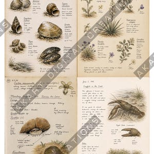 Op de afbeelding: Een vierpagina's tellende botanische en zo&ouml;logische veldjournaalprint met handgetekende illustraties van rivierschelpen, planten, schildpadden en een rivierkreeft. Elke sectie bevat handgeschreven notities, datums en wetenschappelijke namen.
