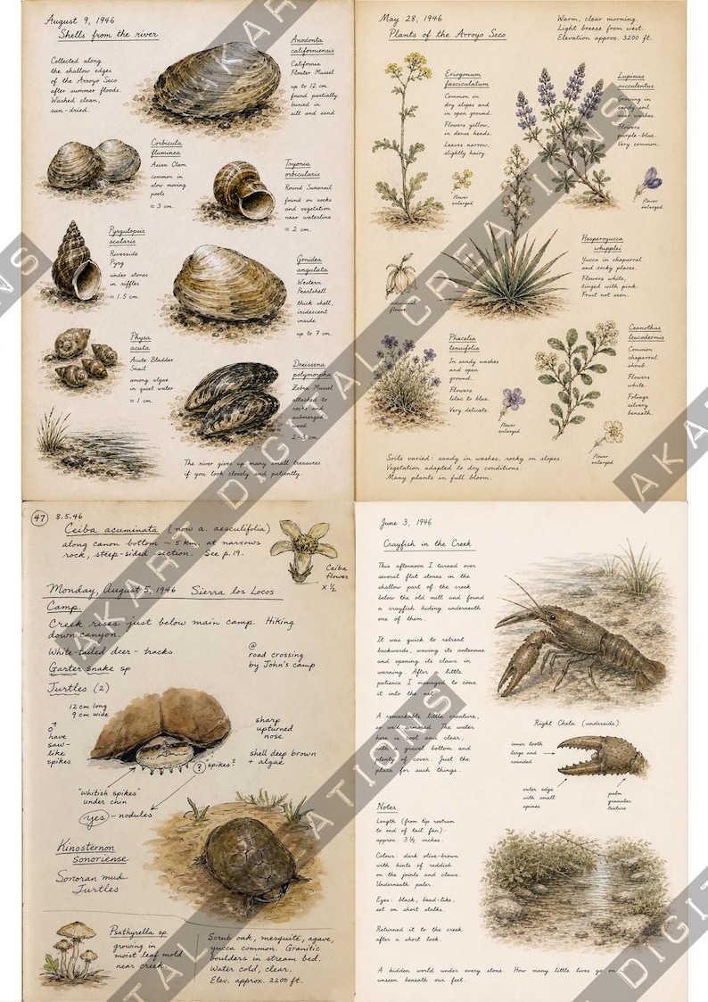 Op de afbeelding: Een vierpagina's tellende botanische en zo&ouml;logische veldjournaalprint met handgetekende illustraties van rivierschelpen, planten, schildpadden en een rivierkreeft. Elke sectie bevat handgeschreven notities, datums en wetenschappelijke namen.
