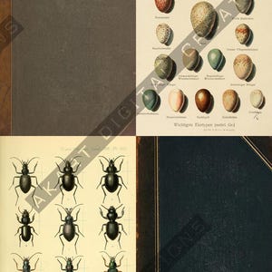 May include: A vintage book with two illustrated pages. One page displays various bird eggs, labeled in German. The other page features detailed drawings of beetles. The book has a dark blue cover.