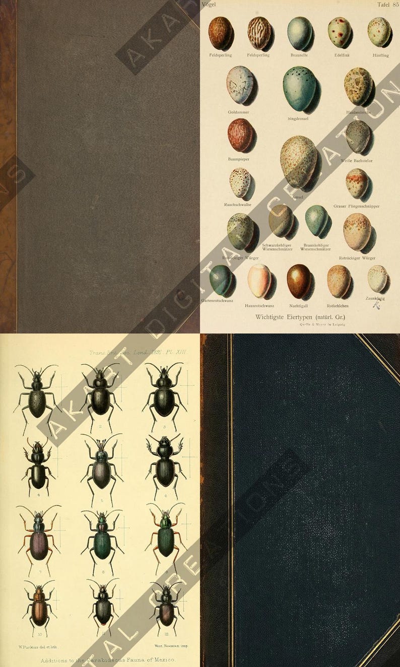 May include: A vintage book with two illustrated pages. One page displays various bird eggs, labeled in German. The other page features detailed drawings of beetles. The book has a dark blue cover.