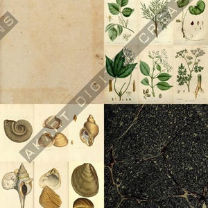 May include: Vintage botanical and seashell illustrations on aged paper. The image features detailed drawings of various plants with leaves and flowers, alongside depictions of different seashells. A dark, textured background is also present.
