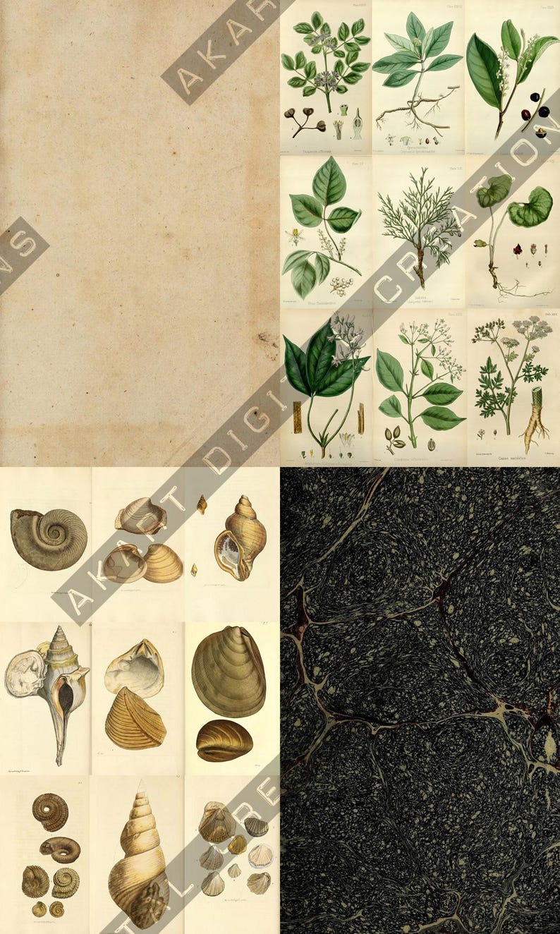 May include: Vintage botanical and seashell illustrations on aged paper. The image features detailed drawings of various plants with leaves and flowers, alongside depictions of different seashells. A dark, textured background is also present.