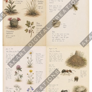 Op de afbeelding: Een botanische en entomologische dagboekpagina in vintage-stijl met handgetekende illustraties van planten zoals Penstemon mexicali en Echinocereus engelmannii, naast insecten, voorzien van handgeschreven notities en datums.