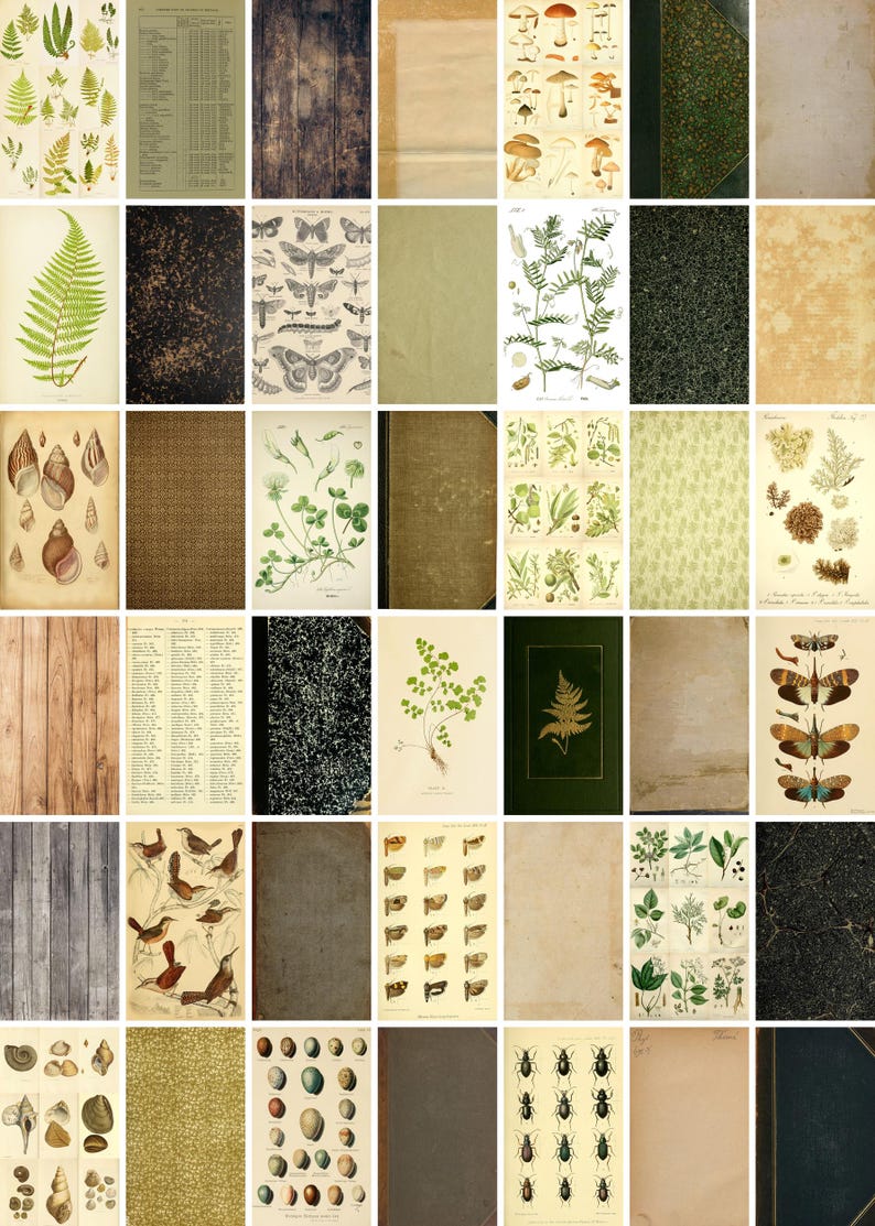 May include: A collage of vintage botanical illustrations and textures. The images include detailed drawings of ferns, mushrooms, butterflies, and shells, alongside wood grain and aged paper backgrounds. The color palette is dominated by greens, browns, and creams.