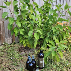 May include: A collection of dark brown bottles and spray bottles of Witch Hazel products are displayed on the grass. The bottles are next to a green plant with purple berries. The bottles have white labels with green text.