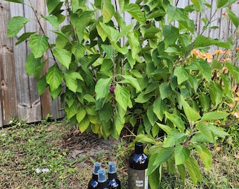 Beautyberry Mosquito and Tick Repellent Spray | Lemongrass, Witch Hazel | Handmade, Deet Free, 4 oz