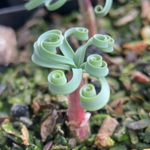 NatureNex  Live Succulent Plants/Gethyllis linearis (Dormant) (2” pots)
