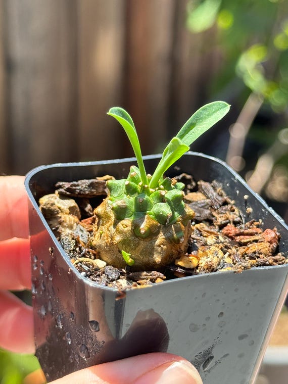 Euphorbia 'gabizan' （tiny 0.6 to 0.8 Inch Plant in 2