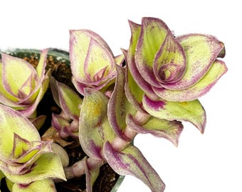 Redilla's Dragon Tail || Callisia Soconuscensis | Tradescantia