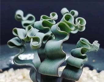 Trachyandra tortilis (small, dormant now–leafless,will sprout in fall)–Tiny bulb with easy offsets/Wavy, kelp-like leaves in growing season