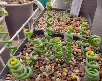 Albuca bruce-bayeri /Dormant Now, Leafless / Sprouts in Fall / Leaves Curl Up Like a Spring and Stay Upright in Growing Season