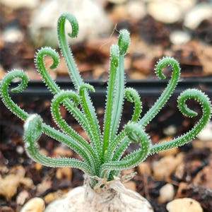 Albuca viscosa–Hairy leaves/Dormant now, leafless/Sprouts in fall /Leaves curl easily/Seller recommended