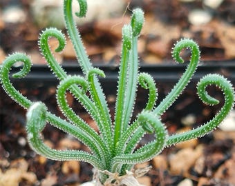 Albuca viscosa / Frizzle Sizzle (Hairy Leaves / Dormant Now – Leafless, Sprouts in Fall) / Easy to Curl / Seller Highly Recommends