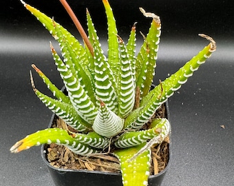 Live Succulent Plants/  Zebra Plant, Haworthia Fasciata(2” pot)