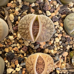 May include: Close-up of three brown and green succulent plants with a split top, growing in a pot filled with small brown and gray rocks.