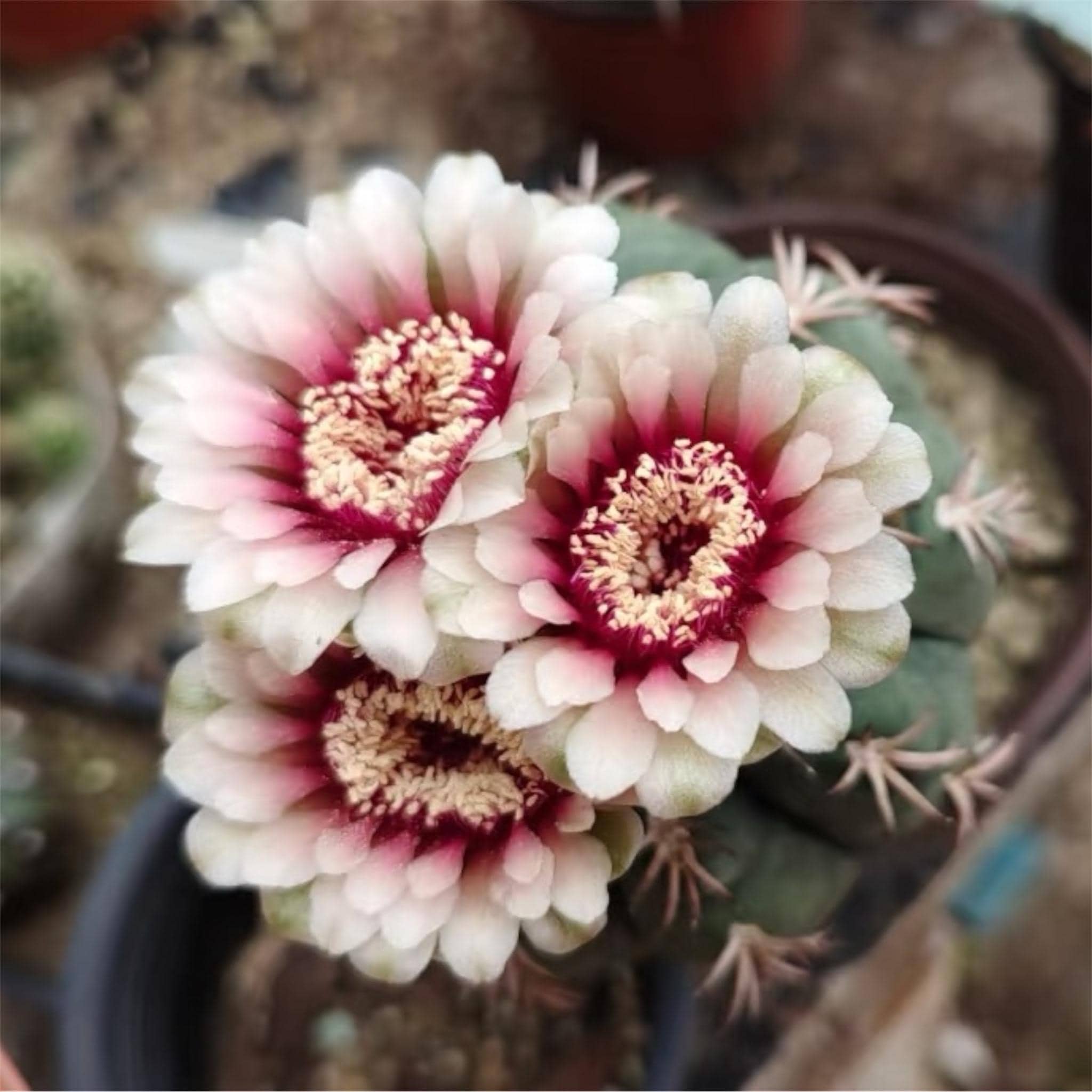 センチュリオン　numinis800 Gymnocalycium Spegazzinii Var. Unguispinum (2” Pot) – Cat Claw