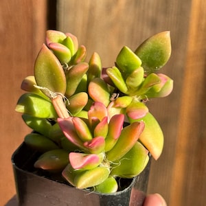 Sunrise/Variegated Succulent (2” pot) Live rare succulent plants
