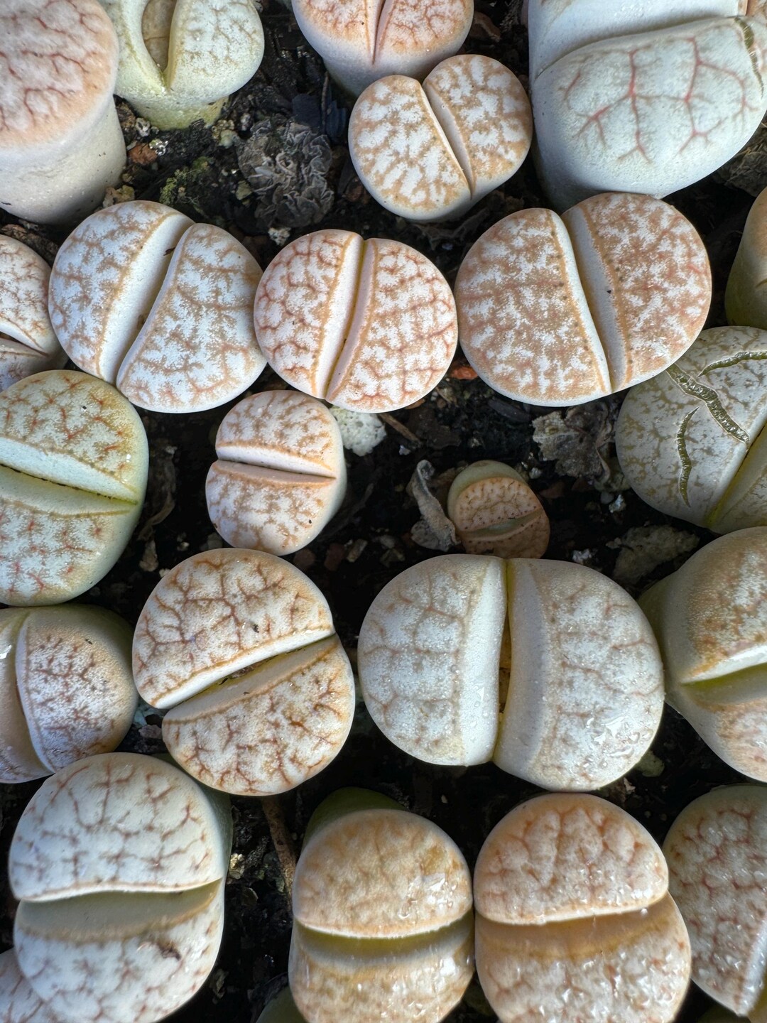 Live Stone Lithops Gracilidelineata /mixed and Random (0.5”-0.7” No Soil and Pot ...