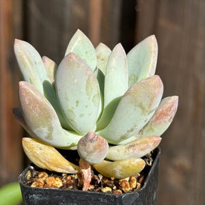 May include: Close-up of a succulent plant in a black pot. The plant has pale green, fleshy leaves with pinkish-brown tips. Some leaves are yellowing. The plant is in a small black pot with a brown, wooden background.