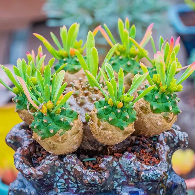 EUPHORBIA GLOBOSA, MOSTRATA in vaso da 14 cm, deliziosa, sana EUPHORBIA GLOBOSA, MOSTRATA in vaso da 14 cm, deliziosa, sana