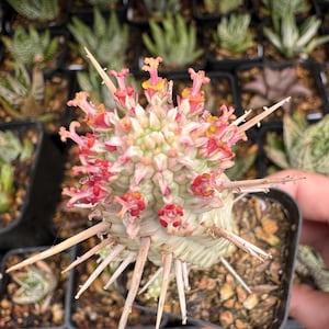 May include: A close-up of a succulent plant in a small black pot. The plant has a central cluster of light green leaves with red and yellow flowers. Long, sharp, brown spines extend outwards from the plant's base.