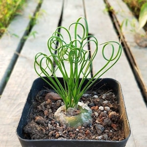 Albuca Spiralis, Frizzle Sizzle (Dormant, leafless – sprouts in fall) ; needs strong light