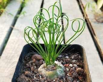 Albuca Spiralis, Frizzle Sizzle (Dormant, leafless – sprouts in fall) ; needs strong light – buy with caution