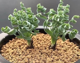 Live Succulent Plants/Bulb-Albuca concordiana (Dormant)Rare Succulents