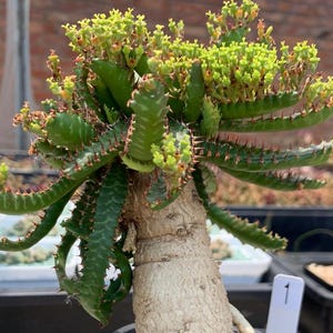 Euphorbia stellata  (2.7” pot) /Artificially propagated/Live Rare Succulent Cactus Plants