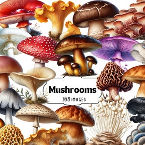 Clipart réaliste de champignons - ensemble PNG de champignons comestibles et toxiques, champignons forestiers, art numérique champignon botanique