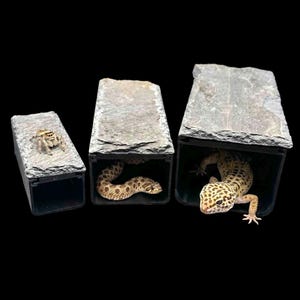 May include: Three reptile hides with a natural stone appearance. A spider rests on the smallest hide, a snake is coiled in the middle hide, and a leopard gecko is in the largest hide. The hides are black.