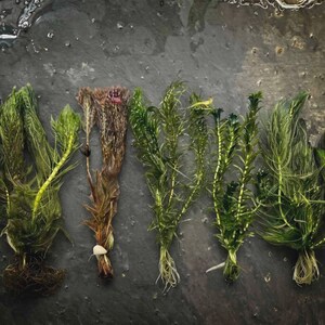 May include: Five distinct aquatic plant specimens arranged in a row. The collection includes a feathery green plant, a reddish-brown textured stem, a bright green needle-leaf plant, a dark green stalk with small leaves, and a dense green plant.
