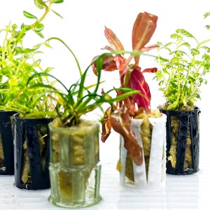 May include: Four small potted plants in black and white plastic pots. The plants are at various stages of growth and have green and red leaves.