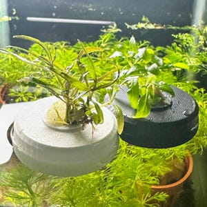 Aquarium Floating Planted Mini Plant Pot x5 & Aquatic Live Plants / Nano Fishtank