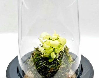 Mini terrario de vidrio Live Wabi Kusa Mossarium Bio-Jar Eco-Jar / Anubias Ice / Regalo para el hogar y la oficina