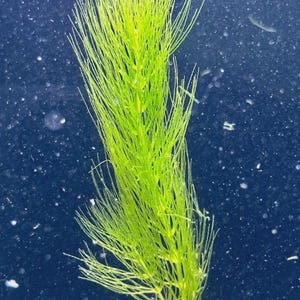 May include: A bright green aquatic plant with slender, needle-like foliage. The plant is set against a dark blue background, possibly underwater. The plant's base is a lighter shade of green, and it appears to be in a black pot.