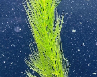 5 miniplantas de acuario vivas oxigenadas, Ceratophyllum Demersum, en maceta