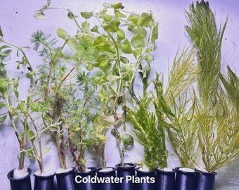 10 Plantas de Acuario de Agua Fría Fáciles de Cultivar para Principiantes / Mini Macetas Plantadas para Acuarios Vivos