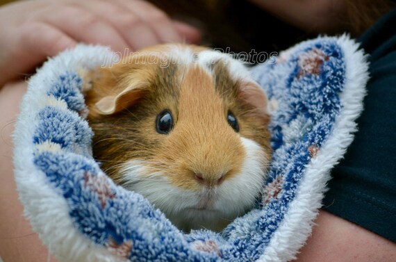 Brown and White Guinea Pig in a Blanket Etsy Canada