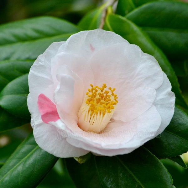 Sweetie Pie Flower, Pink with Orange Glow