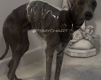 Anty-pee cover jacket for Italian Greyhound | Pokrowiec chroniący ubrania przed obsikaniem dla charcika włoskiego