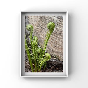 Ostrich Ferns - Fiddlehead - Fern plant - Green plants - Garden - Nature photography - Fern leaf - Leaves - Botanical print - Fern foliage