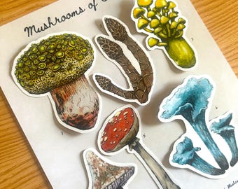 May include: A collection of illustrated mushroom stickers, including a large green and brown mushroom, a red and white mushroom, and several others in shades of brown, yellow, and blue. The text "Mushrooms of Faerûn" is written in cursive at the top.