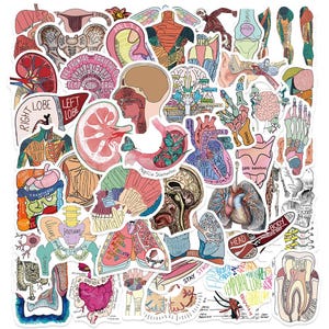 Peut inclure: Une collection d'autocollants anatomiques présentant des illustrations colorées d'organes humains, d'os et de structures cérébrales. Chaque autocollant comprend des étiquettes médicales détaillées et du texte comme Right Lobe, Mandible et Papilio Stomachus.