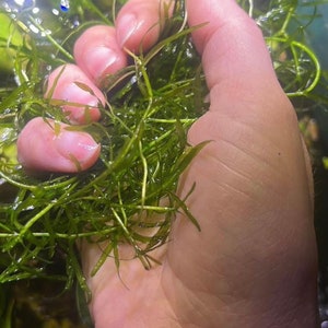 Guppy Grass - Live Pond/Aquatic Plant