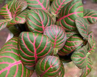 Fittonia “Bubble Gum Lime” Nerve Plant  – Mini  Mosaic Starter Plant, Easy Grow Houseplant