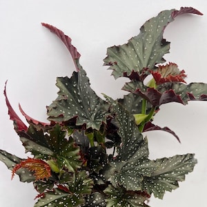 May include: Close-up of a begonia plant with large, dark green leaves speckled with white dots. The edges of the leaves and stems are a deep burgundy color. The plant is set against a plain white background.