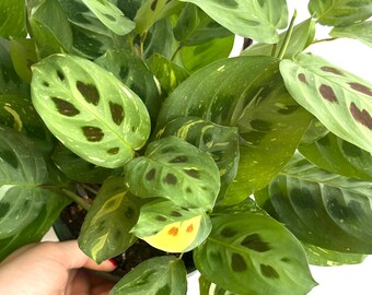 Maranta  Rabbit Tracks Variegated Albo Prayer Plant Cuttings / easy to grow / beginner plant / low maintenance