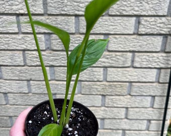 Peace Lily Plant: Low Light, Easy Care, Beginner Friendly
